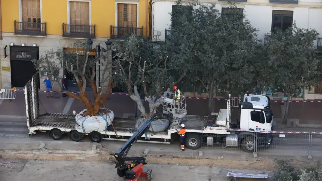 La plaza Salamero de Zaragoza se despide de sus olivos