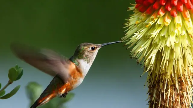 Un colibrí alimentándose del néctar de una flor.