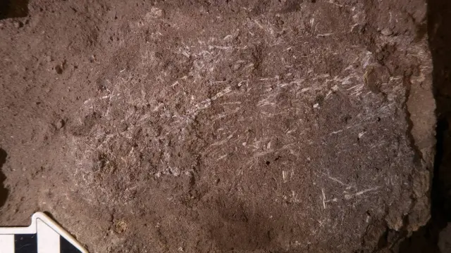 Fragmentos de hierba fosilizados en Border Cave (Sudáfrica) de 200.000 años de antigüedad.