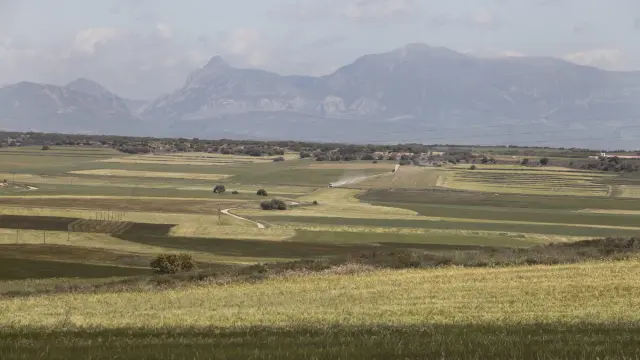 Campos de cereal en la Hoya de Huesca entre Albero Alto y Novales /Foto Rafael Gobantes / 7-5-14 [[[HA ARCHIVO]]]