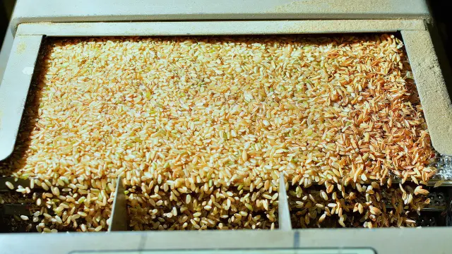 La cáscara del arroz será uno de los residuos utilizados en el proyecto Agrocirc.