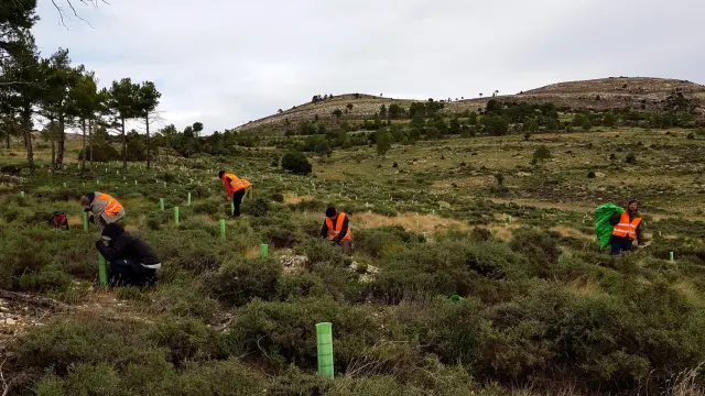Labores de reforestación en Ejulve.