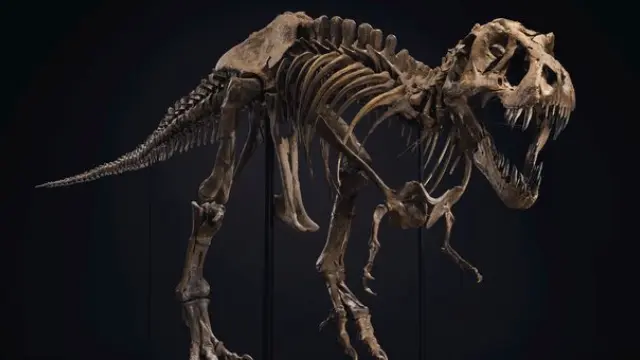 Esqueleto del T.Rex Stan subastado