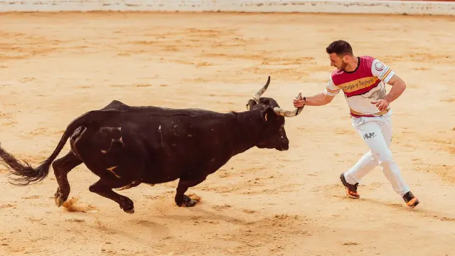 Constanza, anillando una vaca de Arriazu en Alagón.