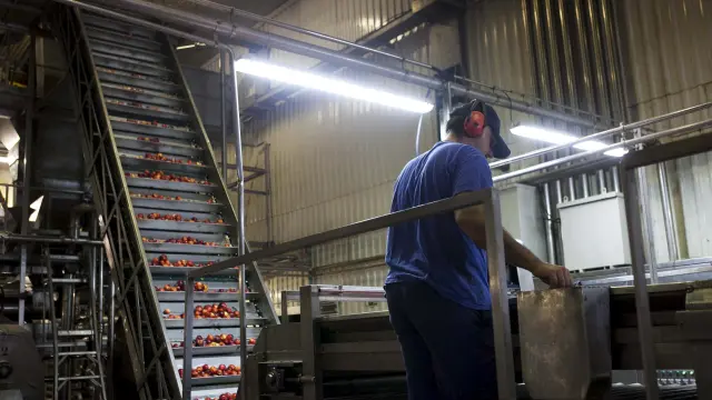 Un trabajador de Zufrisa en una de las líneas de producción de la planta de Calatorao.