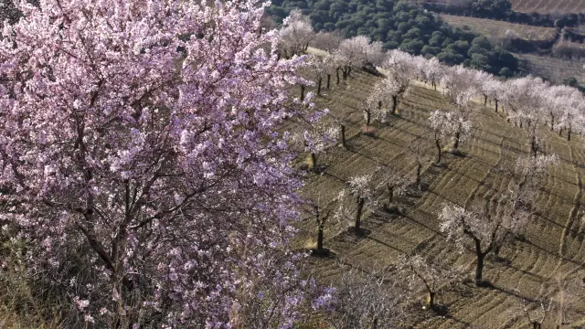 almendros cerezos en flor/jesus macipe[[[HA ARCHIVO]]]