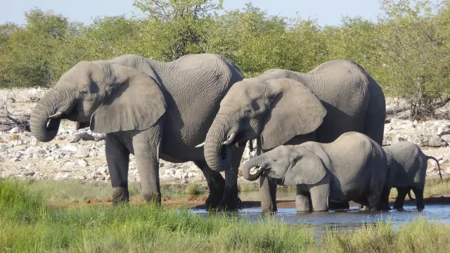 Foto de archivo de varios elefantes
