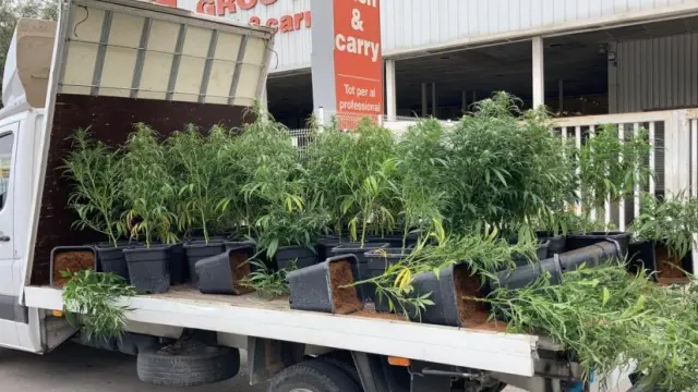 Camión cargado de plantas de marihuana