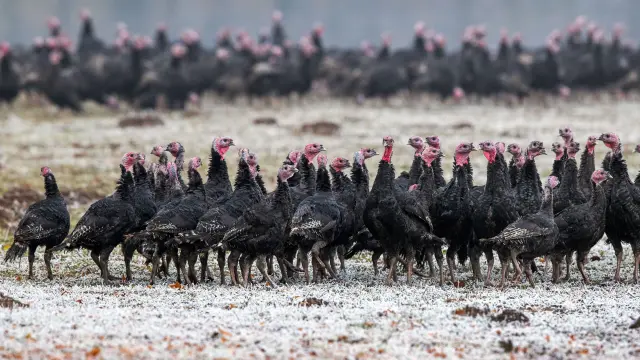 Rusia reporta los primeros casos de una nueva gripe aviar que ha obligado al sacrificio de estos animales en una granja.