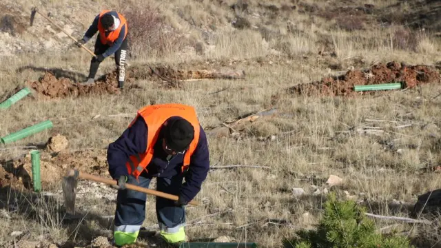 Trabajos de reforestación patrocinados por Endesa en bosques arrasados por el fuego en 2009.