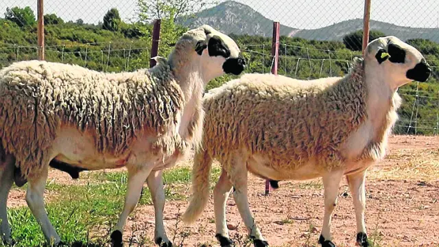 La oveja Ojinegra está incluida en la IGP Ternasco de Aragón.