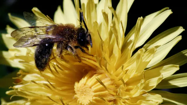 Una abeja poliniza una flor en Pamplona.
