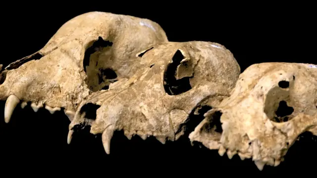 Cráneos de perro hallados en el yacimiento arqueológico de Can Roqueta.