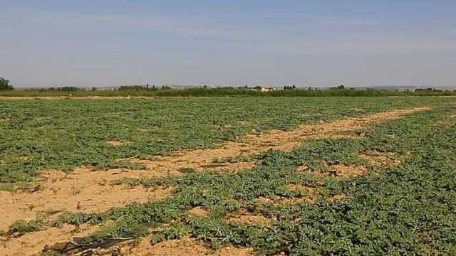 Parcela de cultivo de sandía en Peñaflor (Zaragoza).