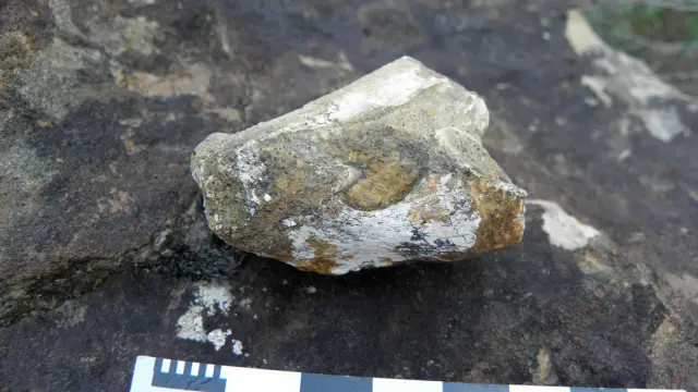El fósil fue encontrado en el año 2009 en el yacimiento Dolor, en el término municipal de Beranuy.