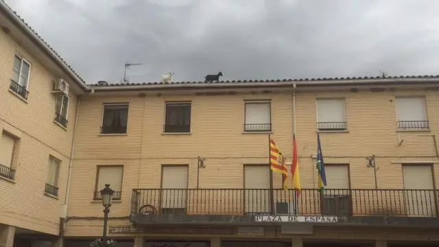 Las cabras díscolas, por el tejado del Ayuntamiento de María de Huerva.