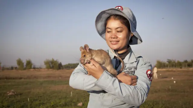 La rata "buscaminas" más famosa se jubila en Camboya