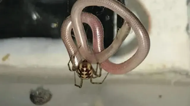 Una araña a punto de comerse a una serpiente.