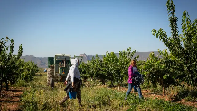 Temporeros recogen cerezas en un campo de Aniñón.
