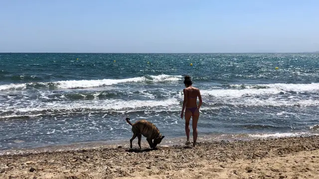 En la Costa Dorada hay cinco playas a las que se puede ir con perros.