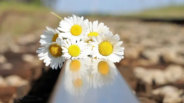 Un ramo de margaritas sobre las vías del tren