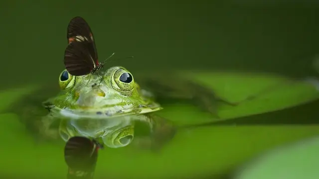 Los anfibios son el grupo de animales del que muchas especies quedan aún por descubrirse.
