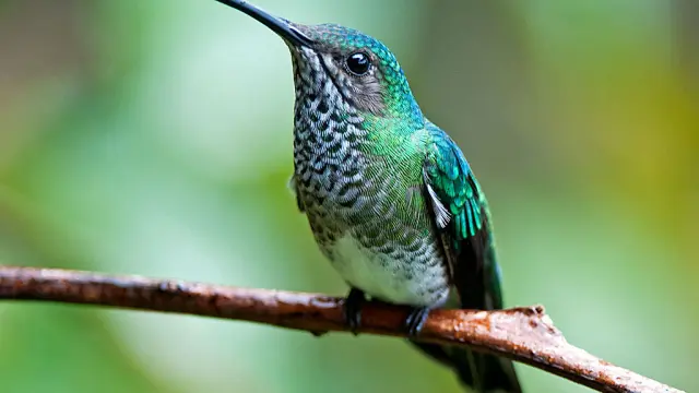 Hembra de colibrí nuquiblanco