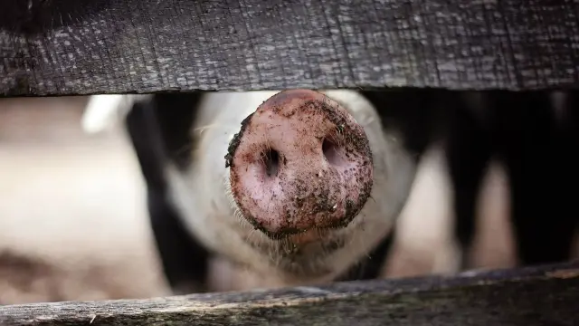 En el primer trimestre de 2021, se contabilizaron en España 88.437 explotaciones de porcino.