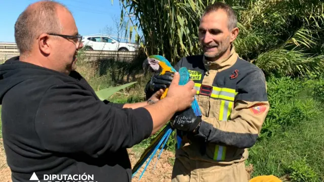 El rescate de un guacamayo por los Bomberos de la Diputación de Zaragoza.