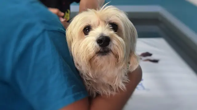 Foto de archivo de un perro en la consulta de un veterinario