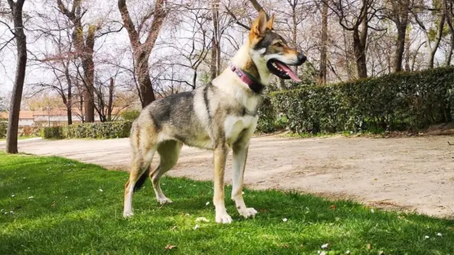 Una imagen de Kira, la perra desaparecida en Aguarón