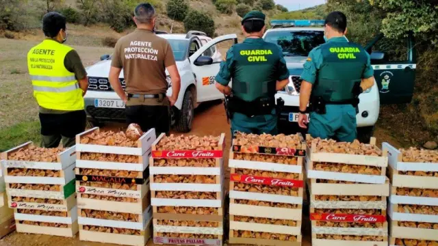 160 kilos de rebollones incautados en Villaluenga