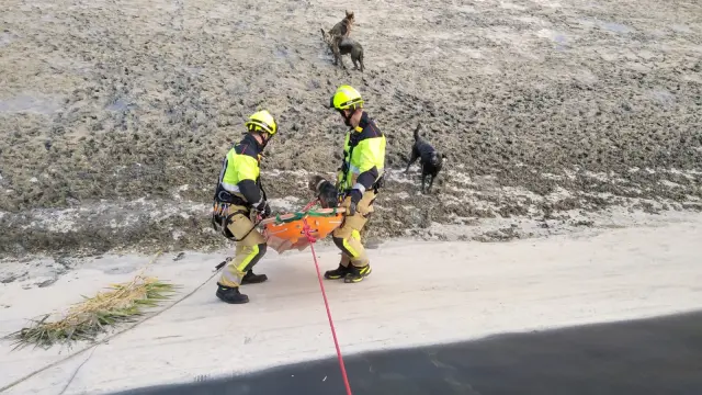 Los bomberos subieron a los animales a la camilla para sacarlos de la balsa.