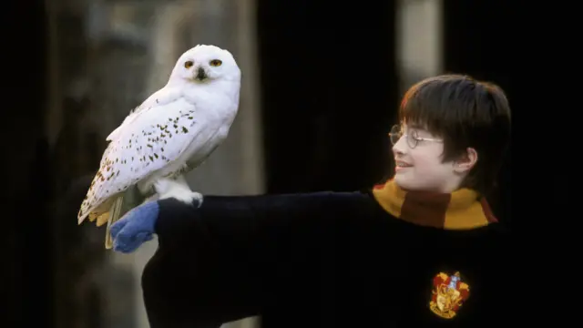 Foto del buho que aparece en las películas de Harry Potter