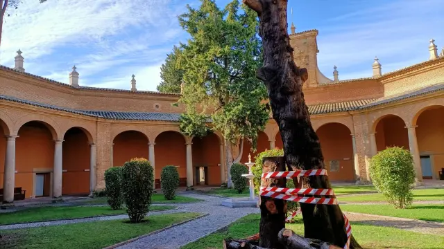 Este lunes se está finalizando la tala de los cipreses del patio del Museo de Huesca.