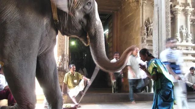 Foto de archivo de un elefante en la India