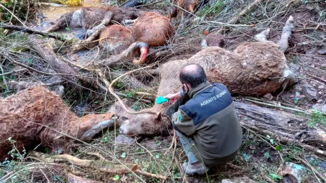Los agentes rurales encontraron los cadáveres de los caballos