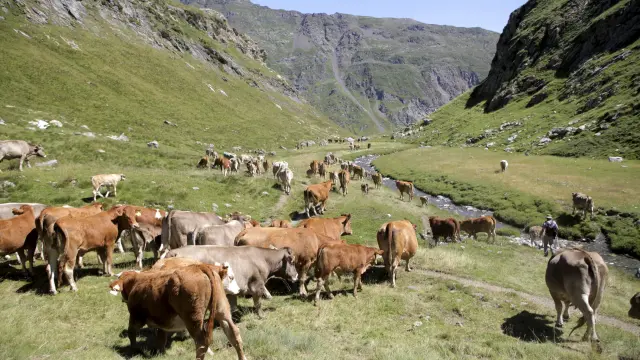 Rebaño de vacas en el ibón de Bernatura.