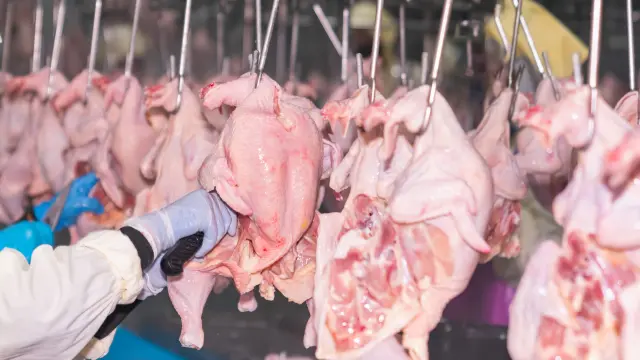 Workers use knives to slaughter chickens hanging on rails in a slaughter factory.