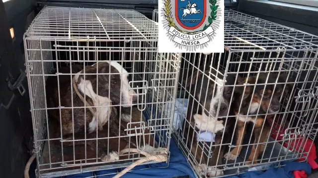 Perros capturados tras haber atacado presuntamente a una ciclista en Huesca