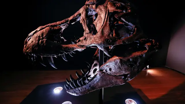 Esqueleto de un Tyrannosaurus Rex.