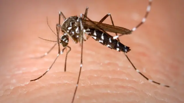 Hembra del mosquito Aedes albopictus alimentándose de sangre humana. Este mosquito tigre asiático es un vector del virus del Nilo Occidental que el pasado verano causó varias víctimas en el valle del Guadalquivir.