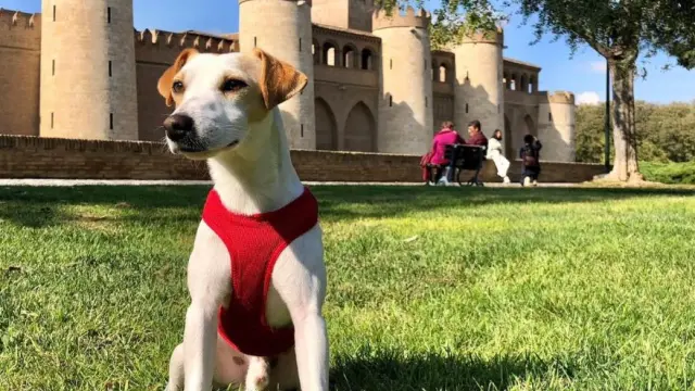 Pipper, el perro turista, en Aljafería, sede de las Cortes de Aragón donde se ha registrado la iniciativa para abrir los bares a los perros.