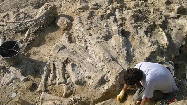 Fósiles de Turiasaurus en el yacimiento de Riodeva.