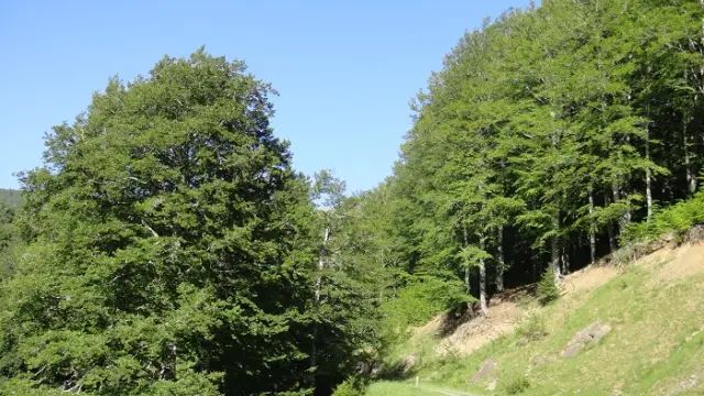 Bosque de Gamueta