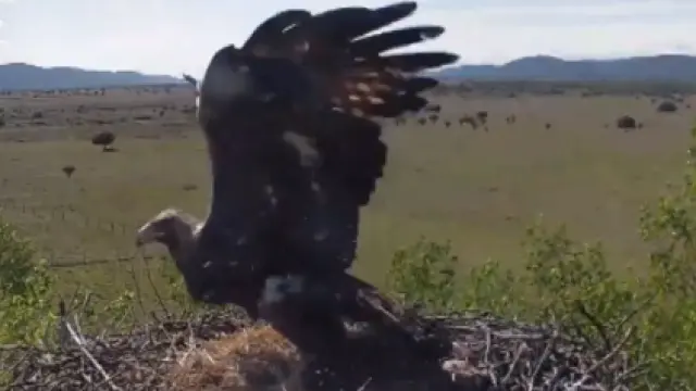 Momento en el que el águila se lleva los polluelos del nido