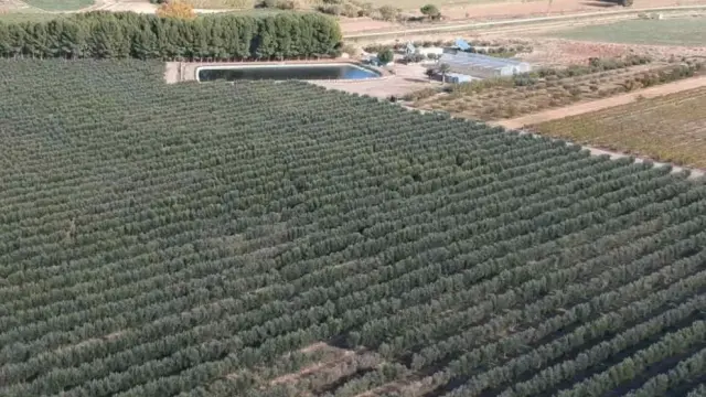 La plantación de olivos permite al grupo MLN regenerar la tierra y contribuir a la economía circular.