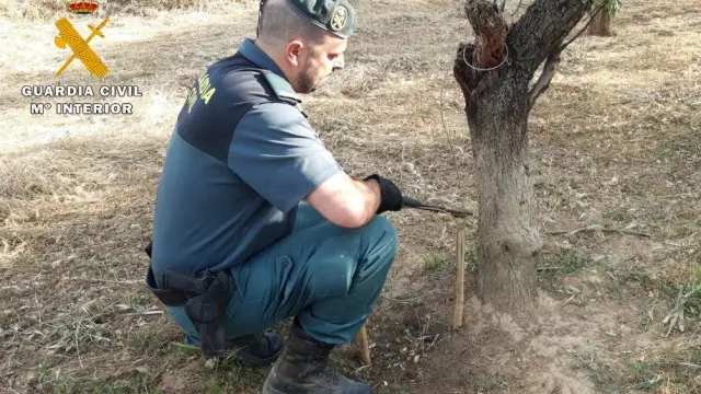Un agente del Seprona de la Guardia Civil de Monzón corta uno de los lazos para capturar jabalíes que había colocado el detenido.
