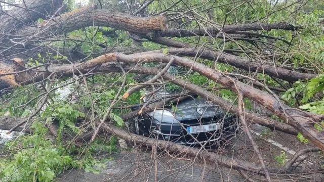 El árbol, de grandes dimensiones, se ha derrumbado sobre dos coches que estaban estacionados frente a la cafetería.