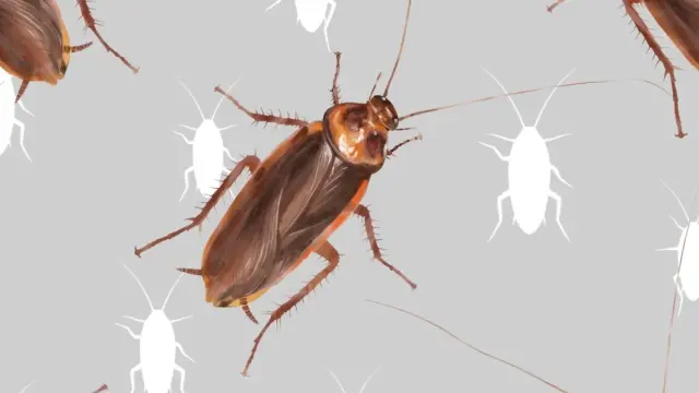 En verano es habitual la existencia de plagas de este insecto.
